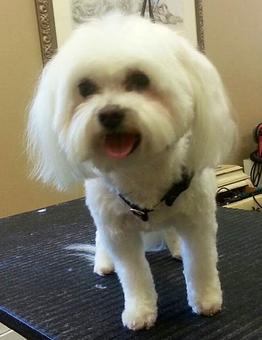 Product - Dogma Grooming Salon & Spa in Wayne - Wayne, PA Day Spas