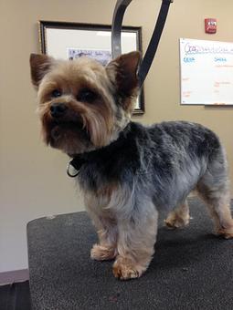 Product - Dogma Grooming Salon & Spa in Wayne - Wayne, PA Day Spas