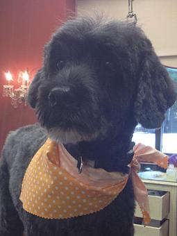 Product - Dogma Grooming Salon & Spa in Wayne - Wayne, PA Day Spas