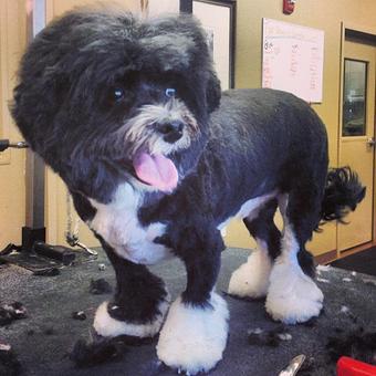 Product - Dogma Grooming Salon & Spa in Wayne - Wayne, PA Day Spas