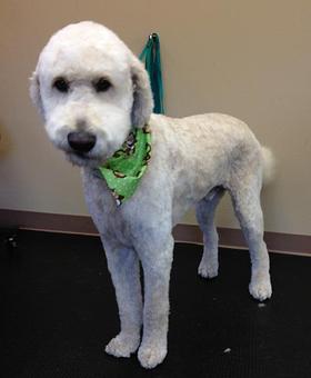 Product - Dogma Grooming Salon & Spa in Wayne - Wayne, PA Day Spas