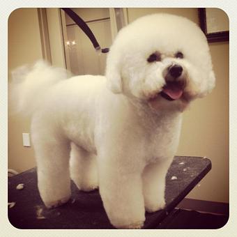 Product - Dogma Grooming Salon & Spa in Wayne - Wayne, PA Day Spas