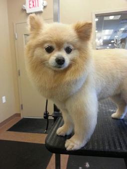 Product - Dogma Grooming Salon & Spa in Wayne - Wayne, PA Day Spas