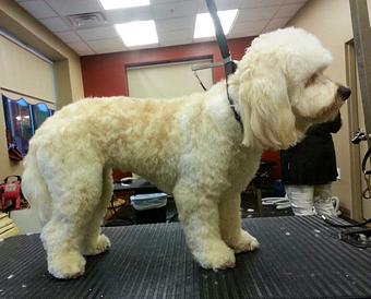 Product - Dogma Grooming Salon & Spa in Wayne - Wayne, PA Day Spas