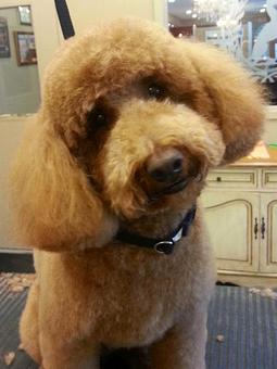 Product - Dogma Grooming Salon & Spa in Wayne - Wayne, PA Day Spas