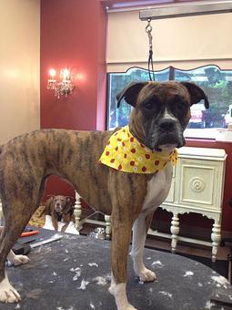 Product - Dogma Grooming Salon & Spa in Wayne - Wayne, PA Day Spas