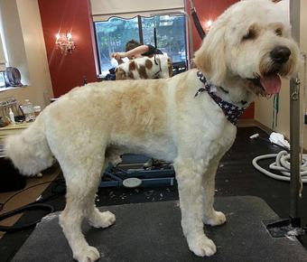 Product - Dogma Grooming Salon & Spa in Wayne - Wayne, PA Day Spas