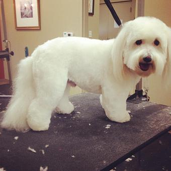 Product - Dogma Grooming Salon & Spa in Wayne - Wayne, PA Day Spas