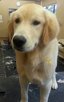 Product - Dogma Grooming Salon & Spa in Wayne - Wayne, PA Day Spas