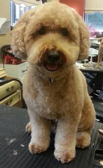 Product - Dogma Grooming Salon & Spa in Wayne - Wayne, PA Day Spas