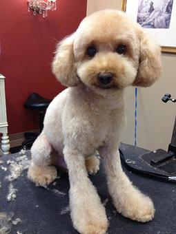 Product - Dogma Grooming Salon & Spa in Wayne - Wayne, PA Day Spas