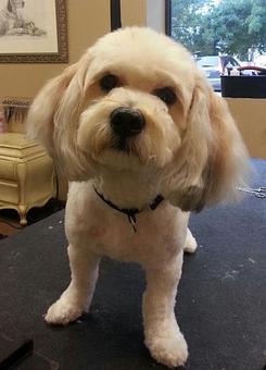 Product - Dogma Grooming Salon & Spa in Wayne - Wayne, PA Day Spas