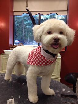 Product - Dogma Grooming Salon & Spa in Wayne - Wayne, PA Day Spas