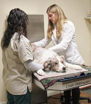 Product: Pets are able to relax during acupuncture and enjoy the lasting benefits of this therapy. - Doylestown Veterinary Hospital in Doylestown, PA Animal Hospitals