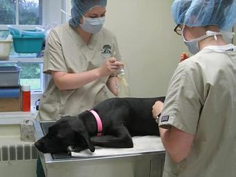 Product: Doylestown Veterinary Hospital offers advanced procedures, including full-service dental care and spay/neuter, with modern technology and loving care. - Doylestown Veterinary Hospital in Doylestown, PA Animal Hospitals