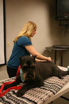 Product: Dr. Ashlea Erk is a certified in veterinary acupuncture to help pets with mobility issues and pain management. - Doylestown Veterinary Hospital in Doylestown, PA Animal Hospitals