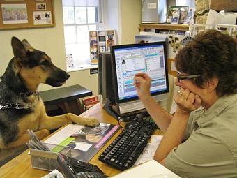 Product: Dutchess loves coming to DVH for her check-ups...and treats are always a good thing! - Doylestown Veterinary Hospital in Doylestown, PA Animal Hospitals