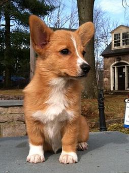 Product: Our staff loves watching the pups grow up and visiting during annual exams. - Doylestown Veterinary Hospital in Doylestown, PA Animal Hospitals