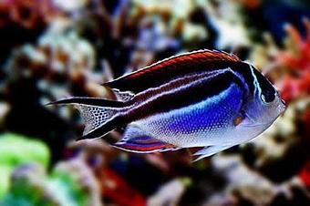 Product - Endless Oceans in Delray Beach, FL Business Services