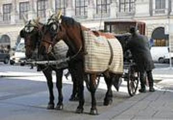 Product - Equine Exchange Tack Store in South Coventry - Pottstown, PA Sports & Recreational Services