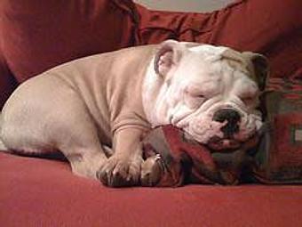 Product - Everything and The Dog in We service all of Northern Virginia - Leesburg, VA Pet Boarding & Grooming