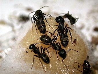 Product: Ant control. - Facility Pest Control in Reseda, CA Pest Control Services