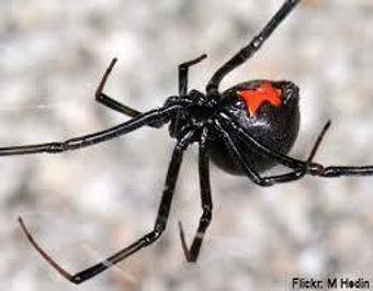 Product: Black Widow spider control. - Facility Pest Control in Reseda, CA Pest Control Services