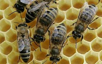 Product: Bee removal services. - Facility Pest Control in Reseda, CA Pest Control Services