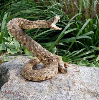 Product: Snake removal services. - Facility Pest Control in Reseda, CA Pest Control Services