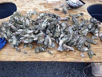 Product: Oyster Roast Fundraiser and "The Coop" grand opening 03/15/2015 - Fat Hen in Johns Island, SC American Restaurants