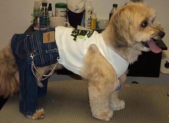 Product - Foofie Poochies in Clifton, NJ Pet Care Services