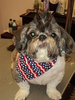 Product - Foofie Poochies in Clifton, NJ Pet Care Services