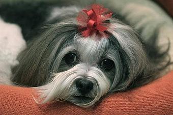 Product - Four Muddy Paws in Saint Louis, MO Pet Boarding & Grooming