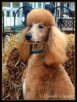 Product - Four Muddy Paws in Saint Louis, MO Pet Boarding & Grooming