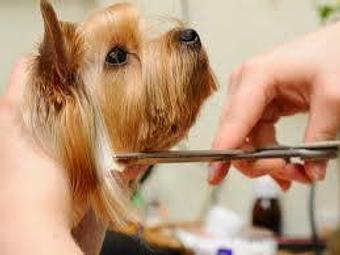 Product - Four Muddy Paws in Saint Louis, MO Pet Boarding & Grooming