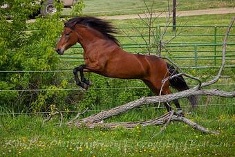Product - Gentle Hoofbeats in Dewitt, MI Dentists