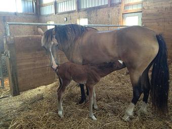 Product - Gentle Hoofbeats in Dewitt, MI Dentists