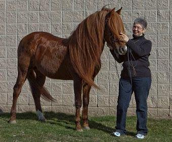 Product - Gentle Hoofbeats in Dewitt, MI Dentists