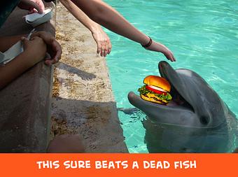 Product: This Sure Beats a Dead Fish - Gimme A Burger in Deerfield Beach - Deerfield Beach, FL Hamburger Restaurants