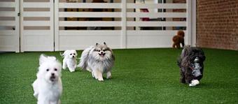 Product - Glamour Paws in Oakland, CA Beauty Salons