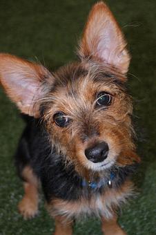 Product - Glamour Paws in Oakland, CA Beauty Salons