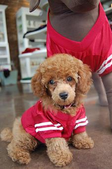 Product - Glamour Paws in Oakland, CA Beauty Salons