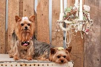 Product - Gray Knob Kennels in Kingston, TN Pet Boarding & Grooming