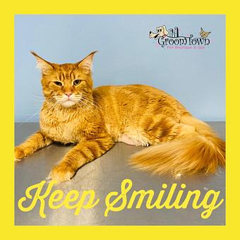 Product - GroomTown Pet Boutique & Spa in North Andover, MA Day Spas