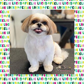 Product - GroomTown Pet Boutique & Spa in North Andover, MA Day Spas