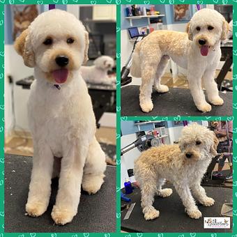 Product - GroomTown Pet Boutique & Spa in North Andover, MA Day Spas
