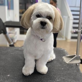 Product - GroomTown Pet Boutique & Spa in North Andover, MA Day Spas
