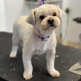 Product - GroomTown Pet Boutique & Spa in North Andover, MA Day Spas