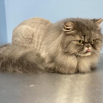 Product - GroomTown Pet Boutique & Spa in North Andover, MA Day Spas