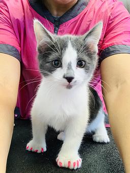 Product - GroomTown Pet Boutique & Spa in North Andover, MA Day Spas